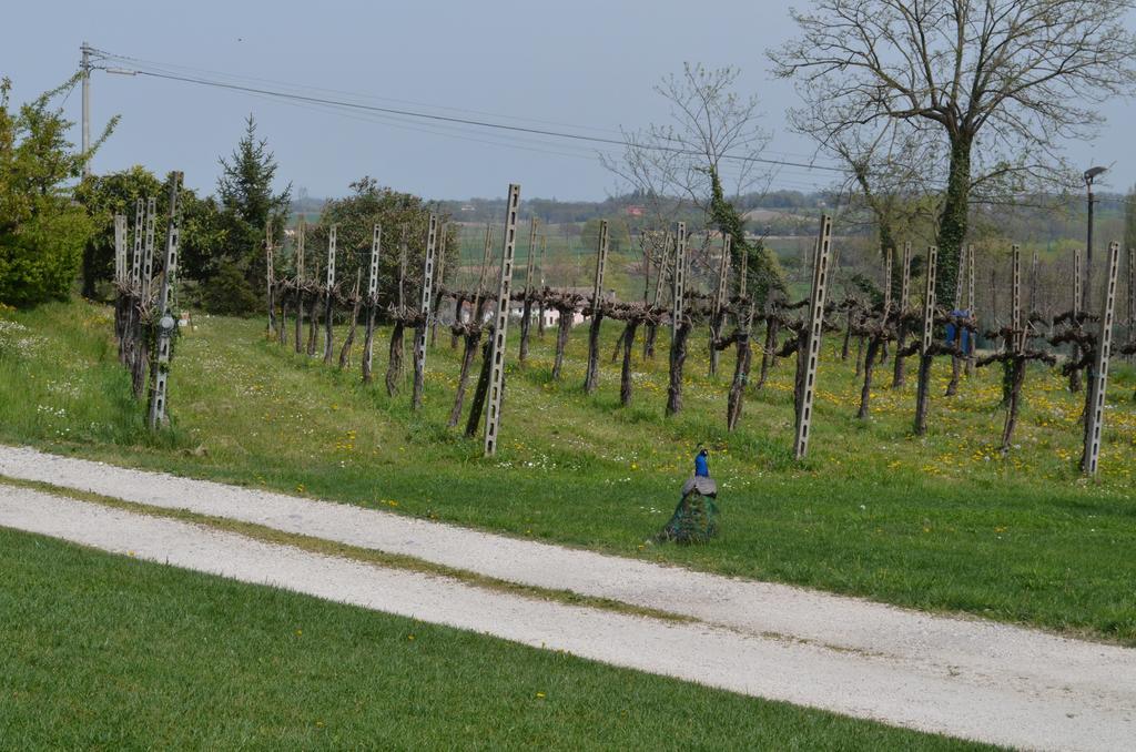 Agriturismo Dondino Cavriana Екстер'єр фото